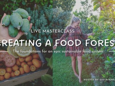 Beginners Guide to Create a Edible Food Forest Garden