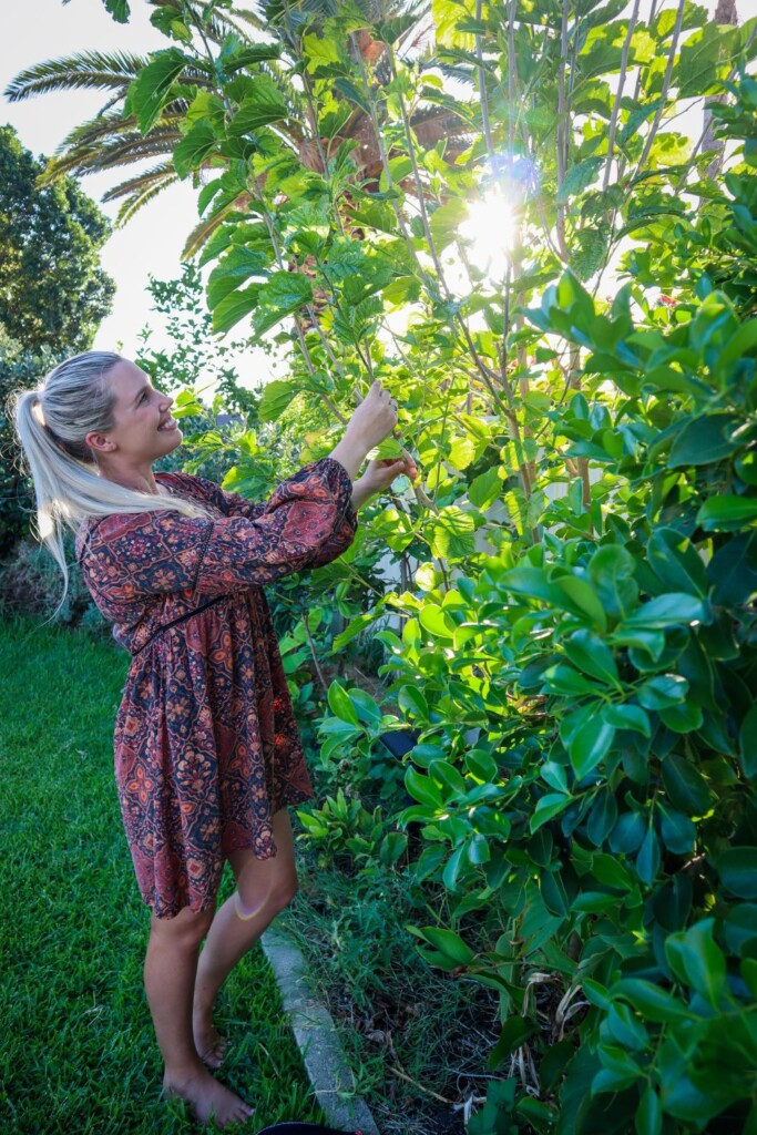 sustainable holly