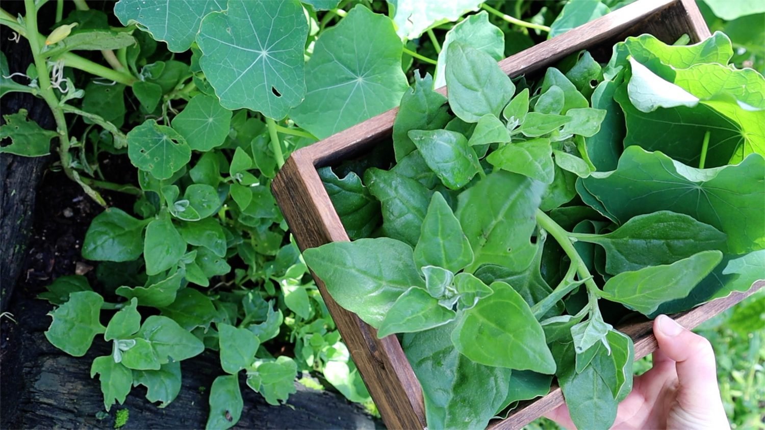 new zealand spinach