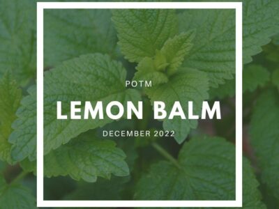 Lemon Balm
