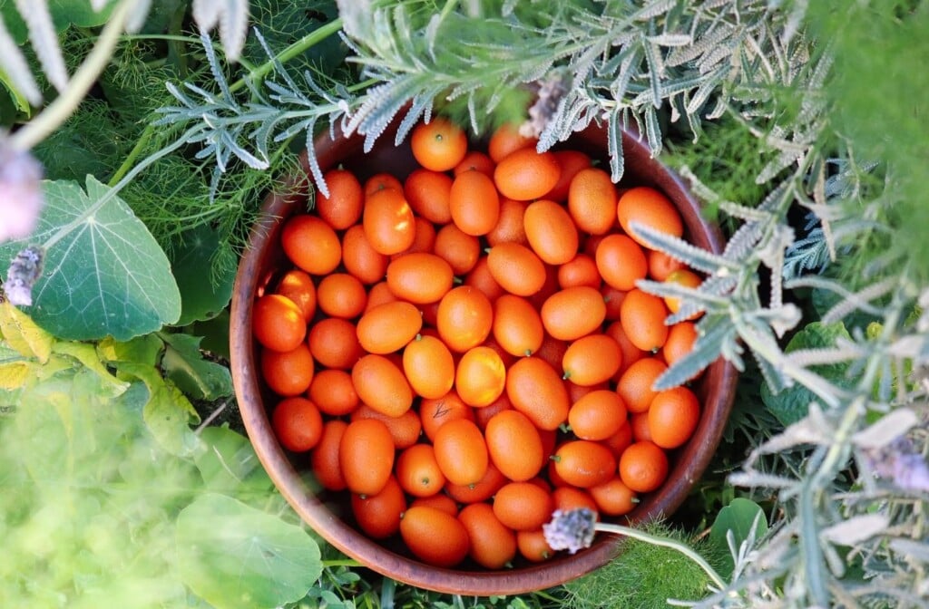 sustainable homestead goals