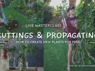 Propagating and Cuttings Workshop