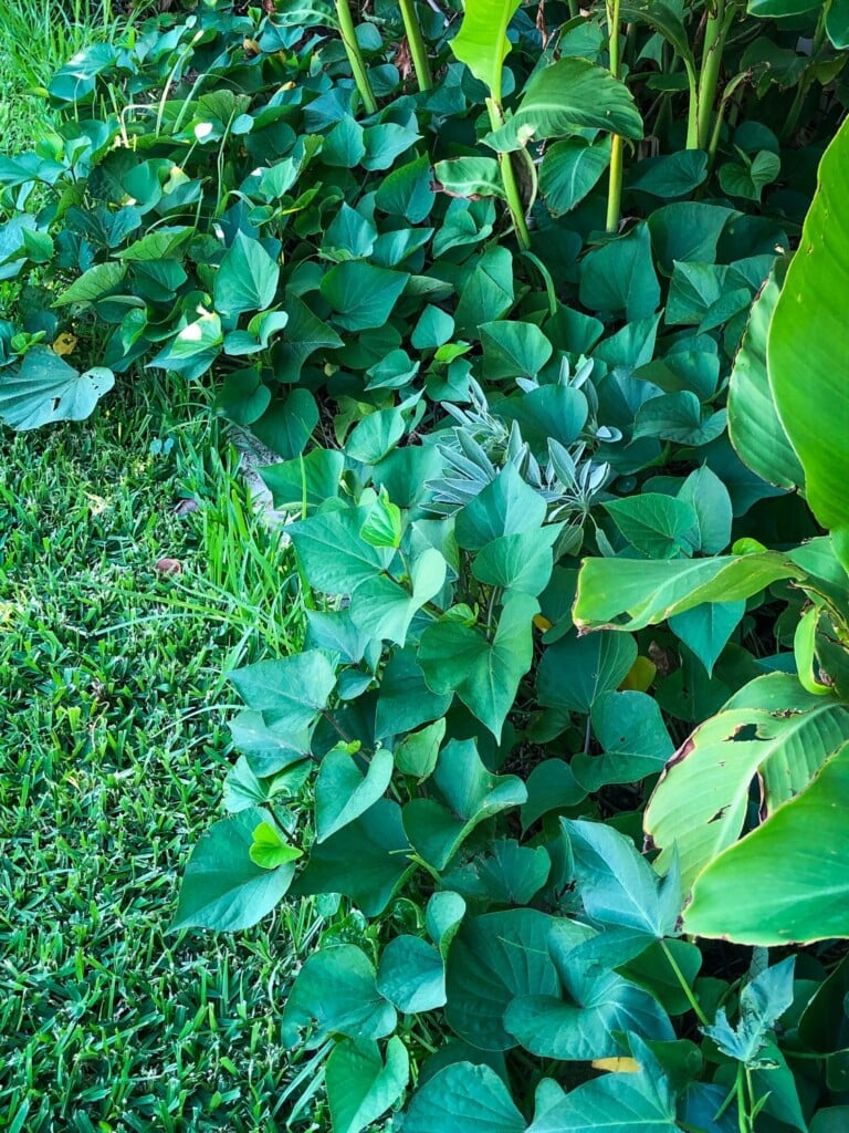 sweet potato leaves
