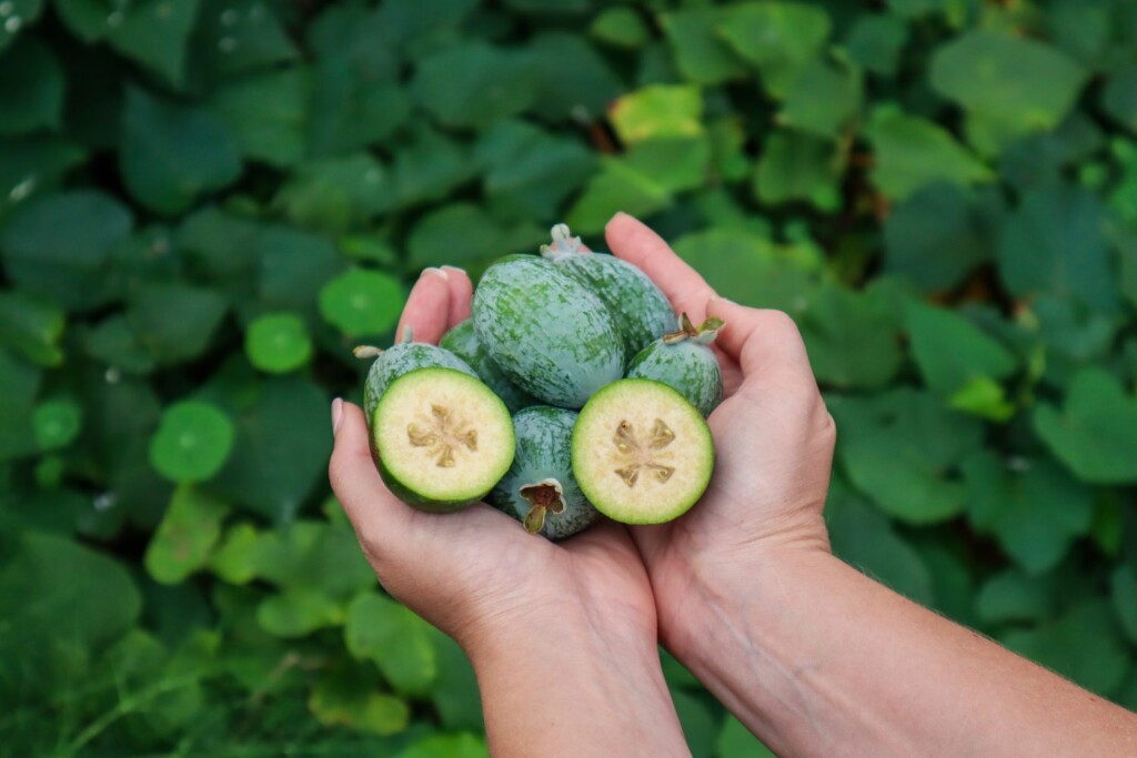 heat-tolerant edible plants