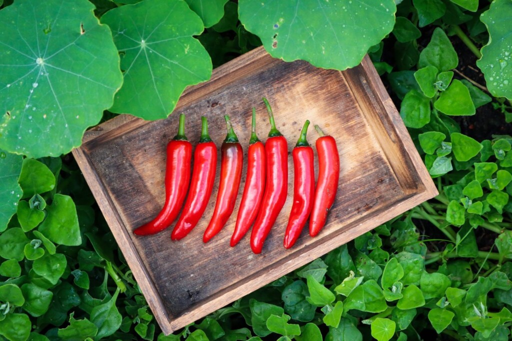 chilli