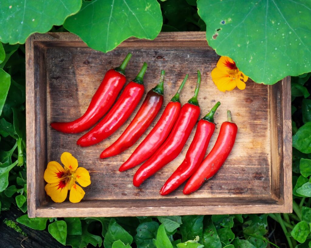 chilli