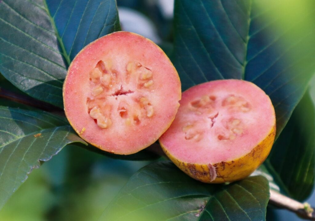 fast-growing fruit trees