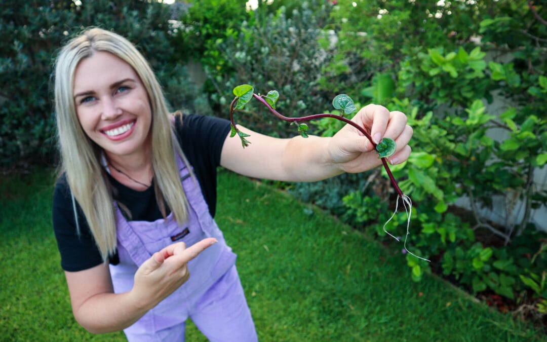 10 Perennial Edible Climbing Vines for productive gardens