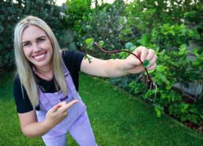 10 Perennial Edible Climbing Vines for productive gardens