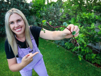 10 Perennial Edible Climbing Vines for productive gardens