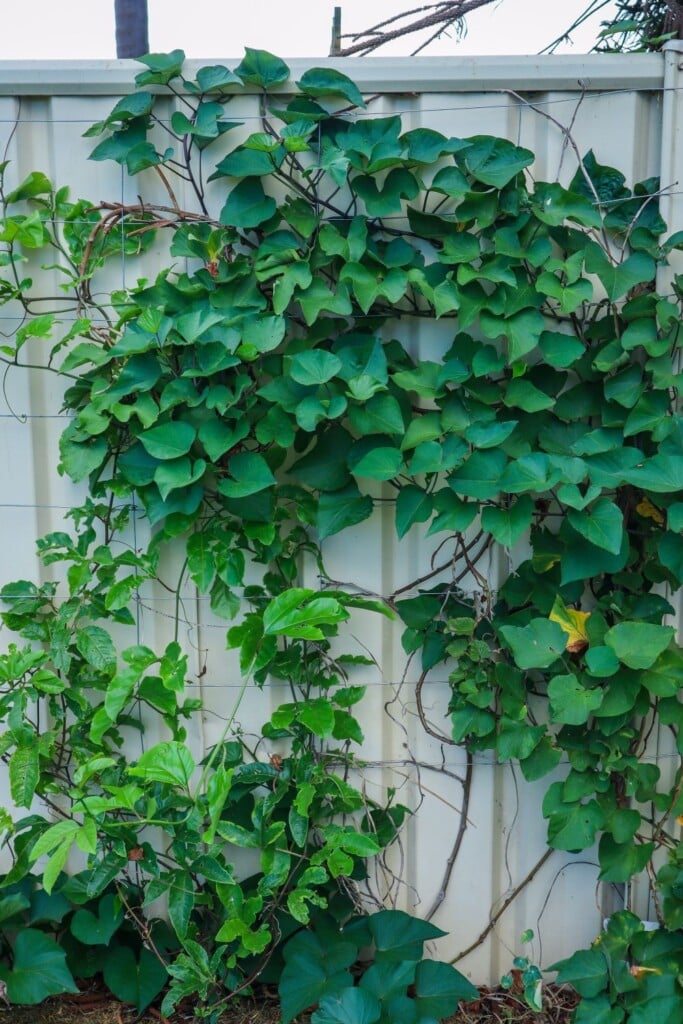 sweet potato climbing vines