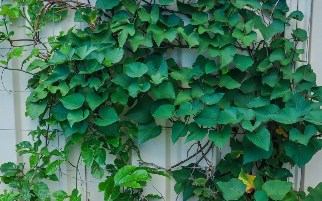 10 Perennial Edible Climbing Vines for productive gardens