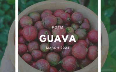 How to Grow Guava – The Ultimate Garden-to-Plate Guide