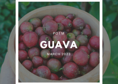 How to Grow Guava – The Ultimate Garden-to-Plate Guide