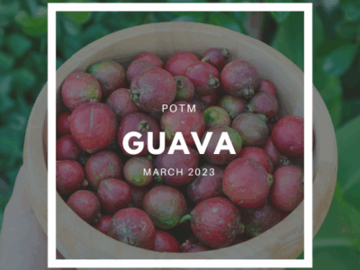 How to Grow Guava – The Ultimate Garden-to-Plate Guide