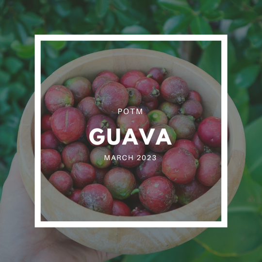 How to Grow Guava – The Ultimate Garden-to-Plate Guide