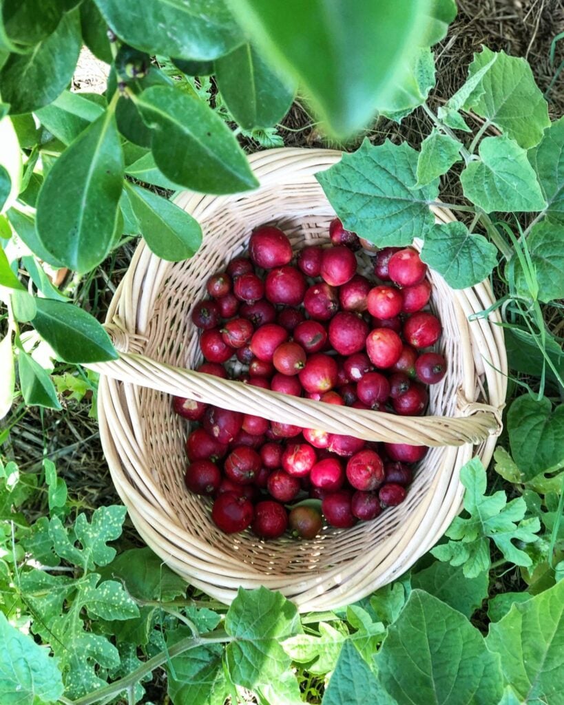 guava
