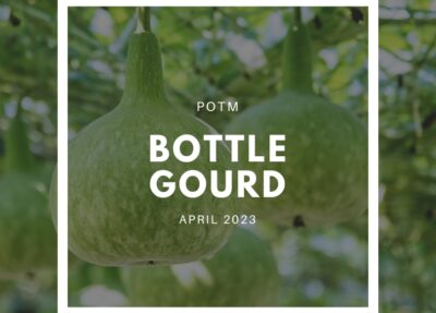 How to Grow Bottle Gourd – The Ultimate Garden-to-Plate Guide