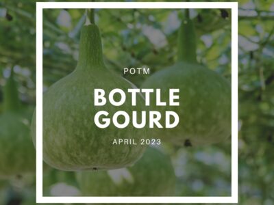 How to Grow Bottle Gourd – The Ultimate Garden-to-Plate Guide