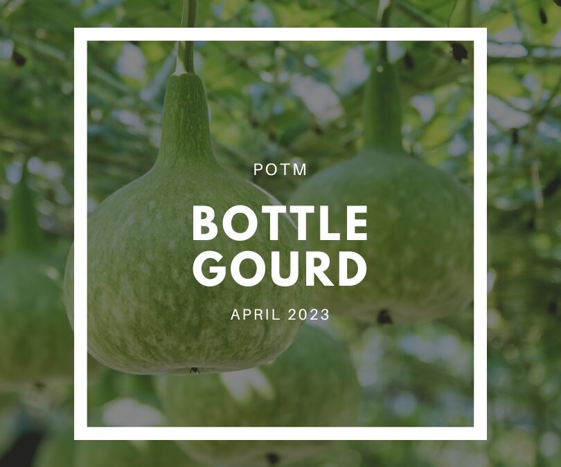 How to Grow Bottle Gourd – The Ultimate Garden-to-Plate Guide