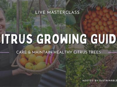 A Guide to Growing Citrus