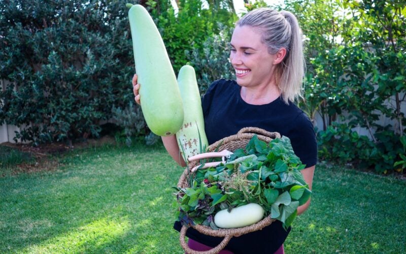 Vertical Gardening: The Best Annual Edible Climbers to Plant in Spring