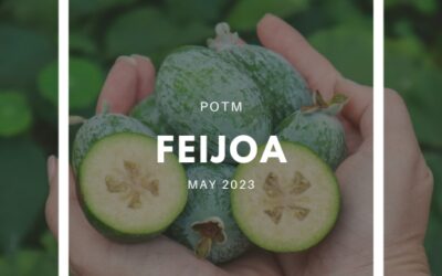 How to Grow Feijoa / Pineapple Guava – The Ultimate Garden-to-Plate Guide