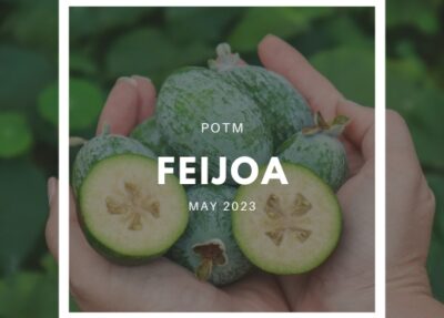 How to Grow Feijoa / Pineapple Guava – The Ultimate Garden-to-Plate Guide