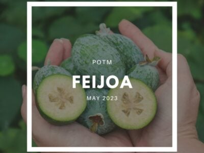 How to Grow Feijoa / Pineapple Guava – The Ultimate Garden-to-Plate Guide