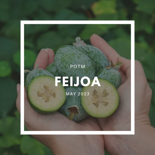 How to Grow Feijoa / Pineapple Guava – The Ultimate Garden-to-Plate Guide