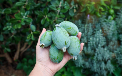 Beginner’s Guide to Creating an Urban Food Forest Garden