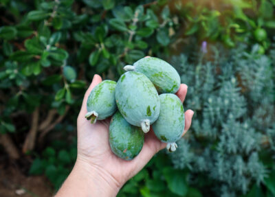 Beginner’s Guide to Creating an Urban Food Forest Garden