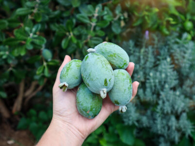 Beginner’s Guide to Creating an Urban Food Forest Garden