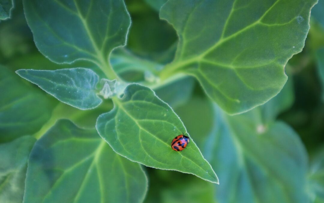 How to Attract Ladybugs to Your Garden Naturally