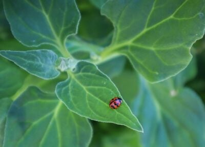 How to Attract Ladybugs to Your Garden Naturally