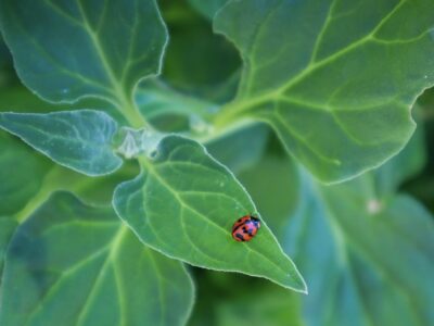 How to Attract Ladybugs to Your Garden Naturally