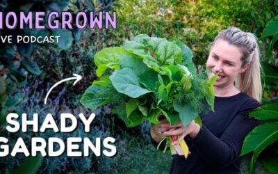 Shady situations: How to grow food in a shady garden 🌿 Homegrown Podcast