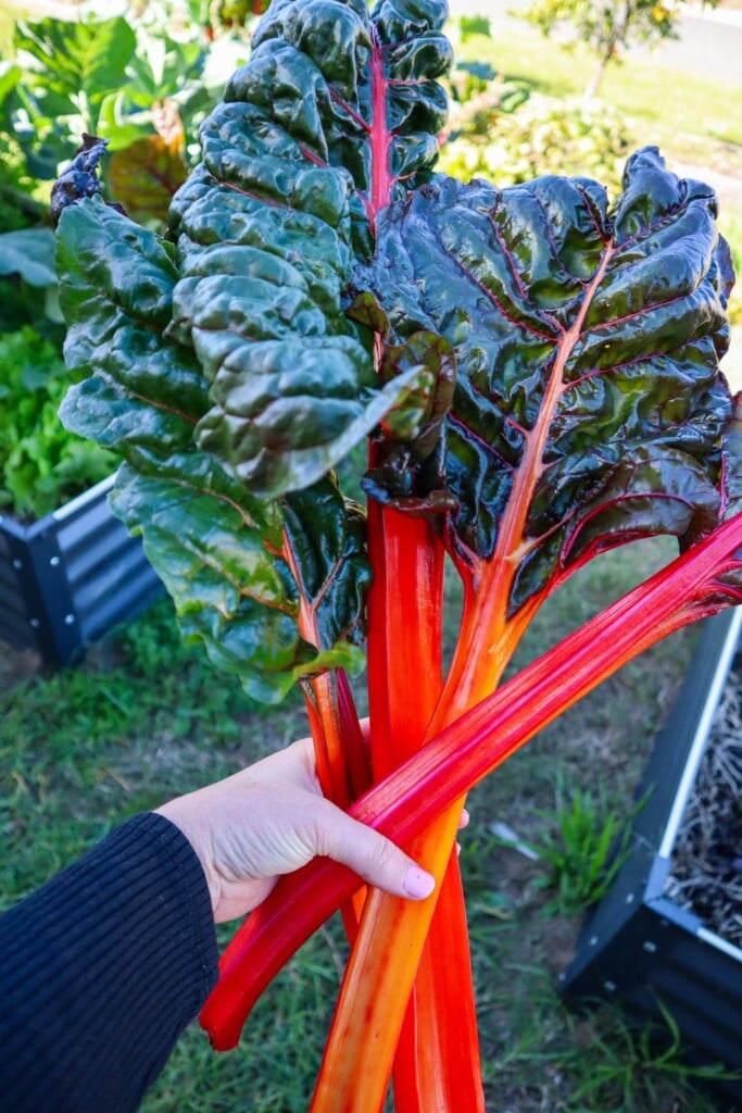 and boost your homegrown food security.