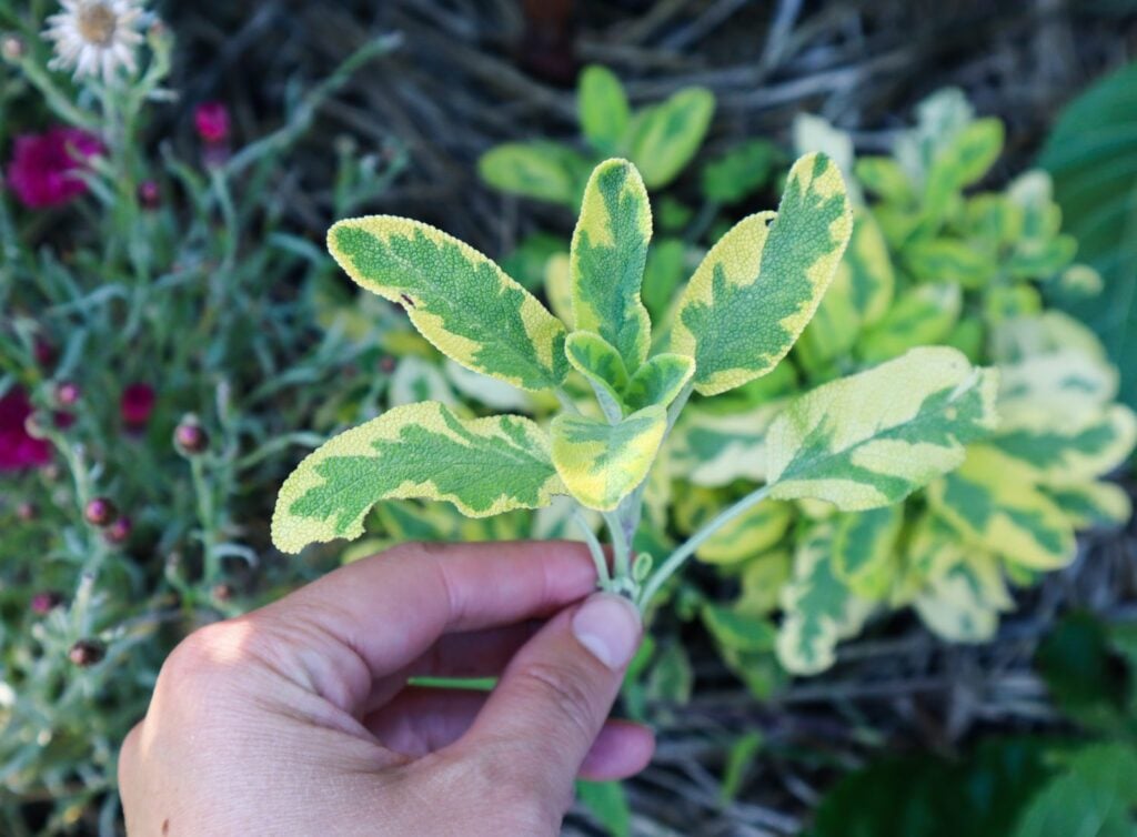 how to grow sage