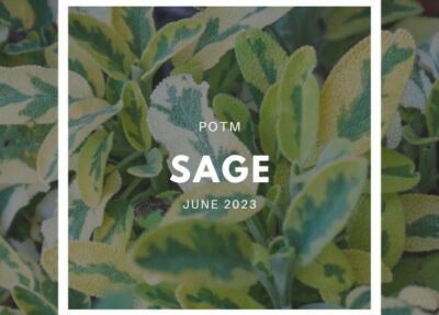 How to Grow Sage – The Ultimate Garden-to-Plate Guide