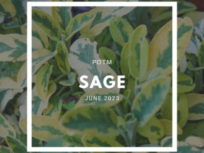 How to Grow Sage – The Ultimate Garden-to-Plate Guide