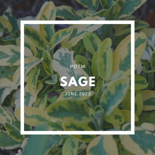How to Grow Sage – The Ultimate Garden-to-Plate Guide