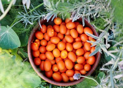 How to Grow Kumquat – The Ultimate Garden-to-Plate Guide