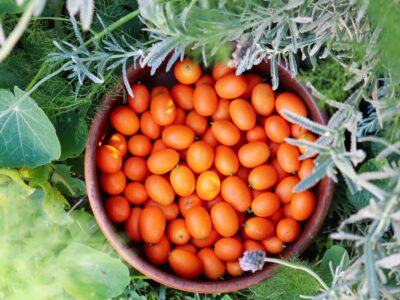 How to Grow Kumquat – The Ultimate Garden-to-Plate Guide