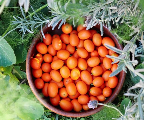 How to Grow Kumquat – The Ultimate Garden-to-Plate Guide
