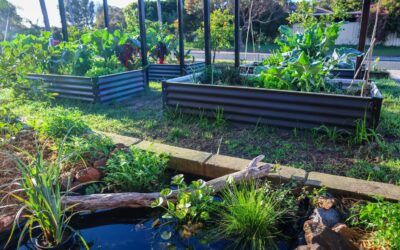 Creating a small wildlife pond in the garden