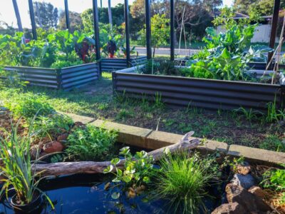 Creating a small wildlife pond in the garden