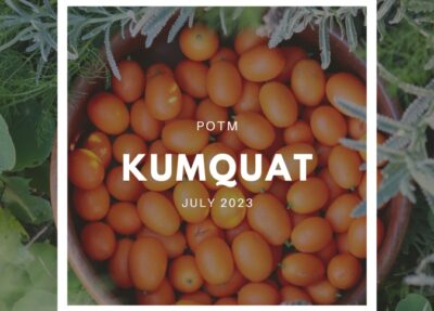 How to Grow Kumquat – The Ultimate Garden-to-Plate Guide