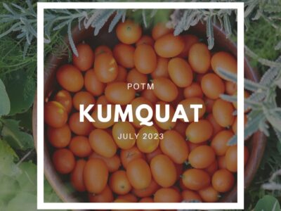 How to Grow Kumquat – The Ultimate Garden-to-Plate Guide