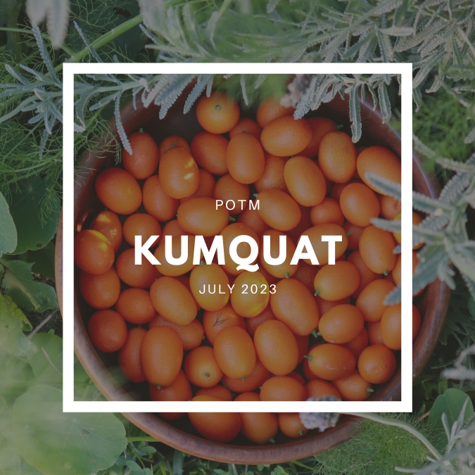 How to Grow Kumquat – The Ultimate Garden-to-Plate Guide